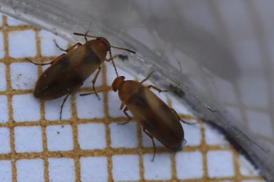 <i>Anaspis maculata</i>