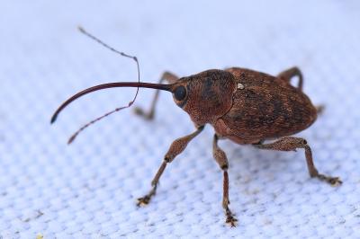 <i>Curculio glandium</i>