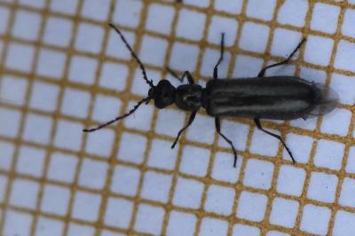 <i>Dasytes aeratus</i>