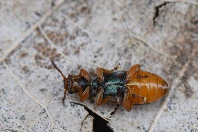 <i>Orsodacne humeralis</i>