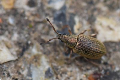 <i>Phyllobius pyri</i>