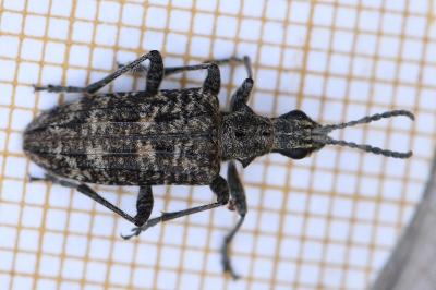 <i>Rhagium inquisitor</i>