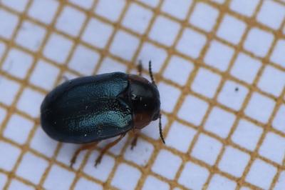 <i>Smaragdina affinis</i>