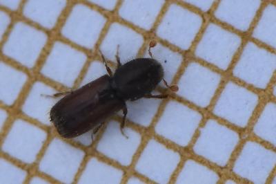 <i>Xylocleptes bispinus</i>