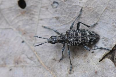 <i>Rhagium inquisitor</i>