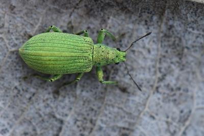 <i>Polydrusus planifrons</i>