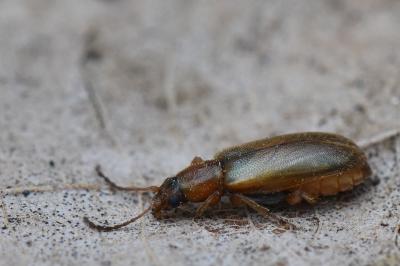 <i>Orsodacne humeralis</i>
