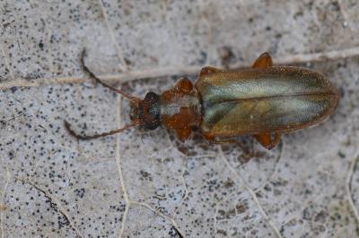 <i>Orsodacne humeralis</i>