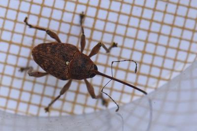 <i>Curculio glandium</i>