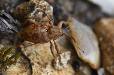 <i>Curculio glandium</i>