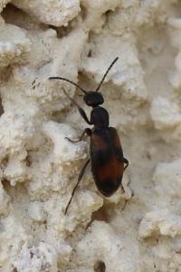 <i>Anthicus antherinus</i>