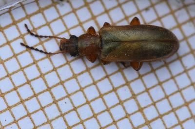 <i>Orsodacne humeralis</i>