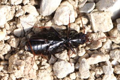 <i>Nebria salina</i>