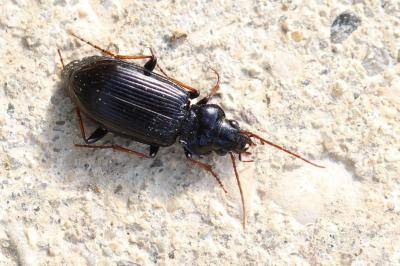 <i>Nebria salina</i>