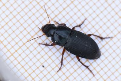 <i>Harpalus</i>