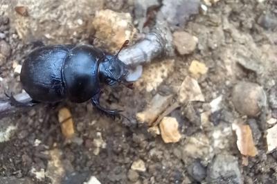 <i>Anoplotrupes stercorosus</i>