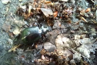 <i>Calosoma inquisitor</i>