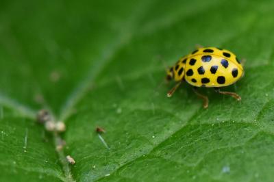 <i>Psyllobora vigintiduopunctata</i>
