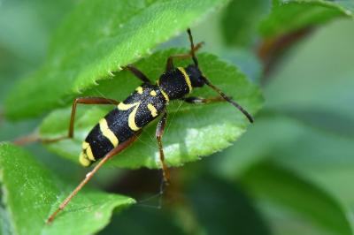 <i>Clytus arietis</i>
