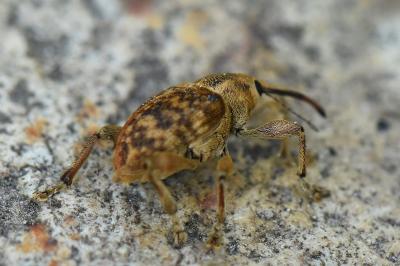 <i>Curculio venosus</i>