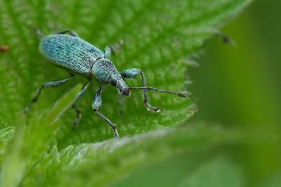 Phyllobius pomaceus