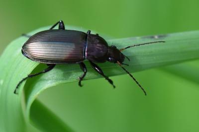 <i>Poecilus cupreus</i>