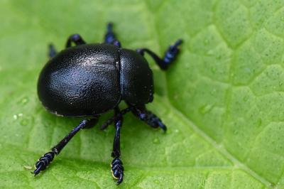 <i>Timarcha goettingensis</i>