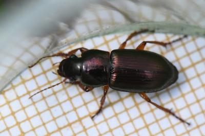 <i>Harpalus affinis</i>