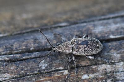 <i>Phyllobius pyri</i>