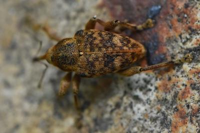 <i>Curculio venosus</i>