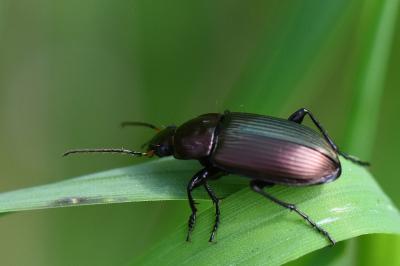 <i>Poecilus cupreus</i>