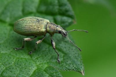 <i>Phyllobius pomaceus</i>