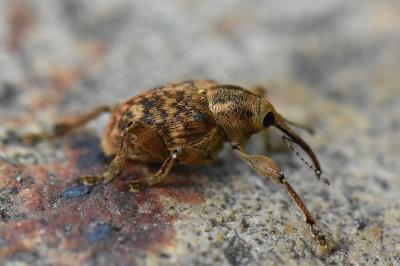 <i>Curculio venosus</i>