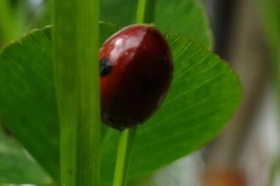 <i>Adalia bipunctata</i>
