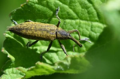 <i>Lixus iridis</i>