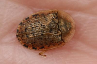 <i>Cassida nebulosa</i>