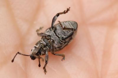 <i>Peritelus sphaeroides</i>