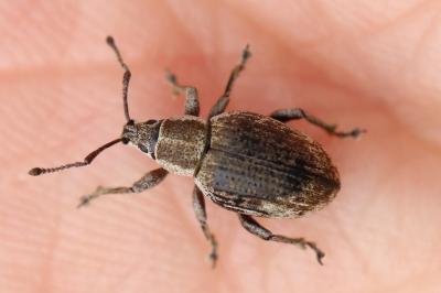 <i>Peritelus sphaeroides</i>