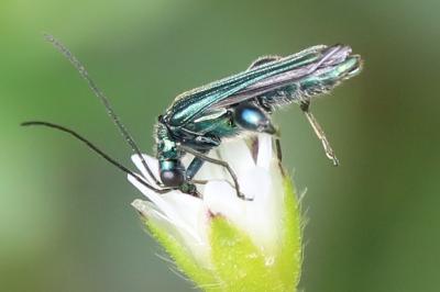 <i>Oedemera nobilis</i>