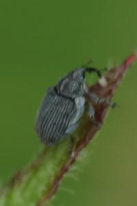 <i>Ceutorhynchus</i>