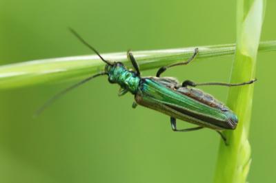 Oedemera nobilis