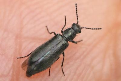 <i>Dasytes aeratus</i>
