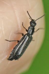 <i>Dasytes aeratus</i>
