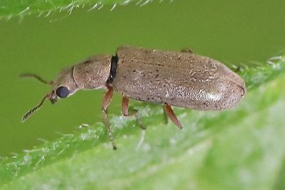 <i>Danacea</i>