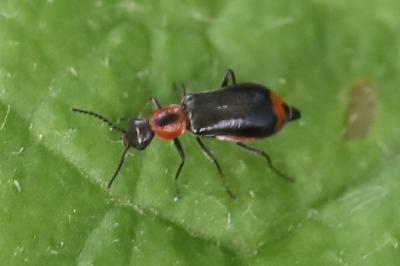 <i>Attalus minimus</i>