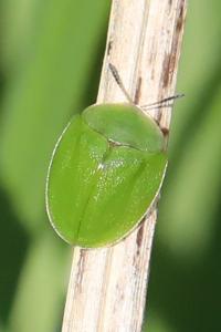 <i>Cassida viridis</i>
