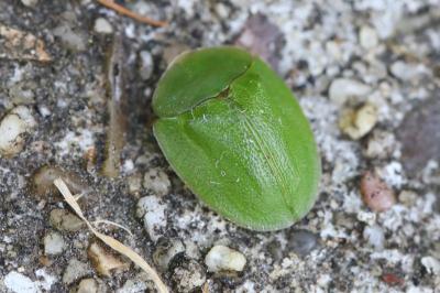 <i>Cassida viridis</i>