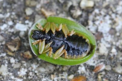 <i>Cassida viridis</i>