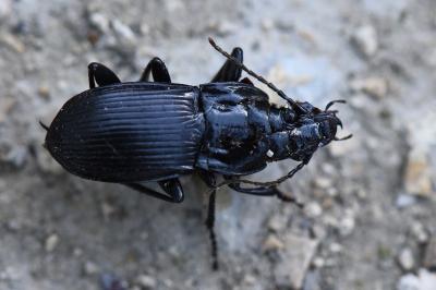 <i>Abax parallelepipedus</i>