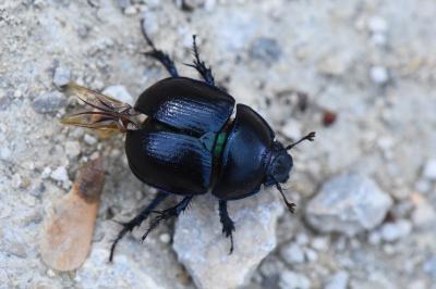 <i>Anoplotrupes stercorosus</i>